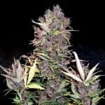 Purple Ryder Auto Feminised Seeds-DRCH-PURP-AUTO-FEM