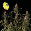 Larry Lemon OG Auto Feminisiert Saatgut-SMAN-LARLEM-OG-AUTO-FEM