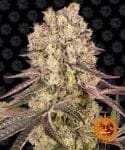 Runtz Muffin Feminizowane Nasiona-BFS-RUNTZM-FEM