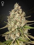 Lost Pearl Feminised Seeds-GHLOSTPEARL