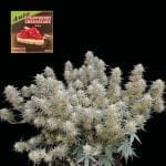 Strawberry Cheesecake Auto феминизирани семена-SMAN-STRCHCAKE-AUTO-FEM