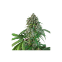Karel's Herer Haze Regular Seeds-SSSC-KHH-REG