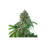 Karel's Herer Haze Regular Seeds-SSSC-KHH-REG