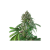 Karel's Herer Haze Regular Seeds-SSSC-KHH-REG