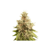 Golden Apple Haze Regular Seeds-SSSC-GAH-REG
