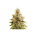 Golden Apple Haze Regular Seeds-SSSC-GAH-REG