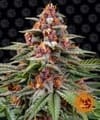 Runtz Auto Feminized Seeds-BFS-RUNTZ-AUTO-FEM