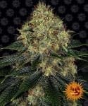 Skywalker OG Auto Feminizované Semena-BFS-SKYOG-AUTO-FEM