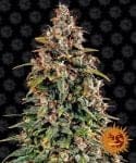 Watermelon Zkittlez Auto Feminized Seeds-BFS-WATZKIT-AUTO-FEM