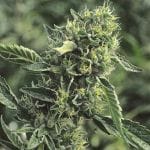 DC Cure 1:1 CBD Auto Feminised Seeds-DRCH-CURE-CBD-AUTO-FEM