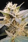 Delight CBD Feminised Seeds (CBDelight‚Ñ¢)-PARA-DEL-CBD-FEM