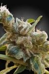 Relax CBD Feminised Seeds (CBDrelax‚Ñ¢)-PARA-RELAX-CBD-FEM