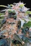 Dream CBD Feminised Seeds (CBDream‚Ñ¢)-PARA-DREAM-CBD-FEM