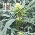 Diet Durban THCV 1:1 феминизирани семена-SMAN-THCV-FEM