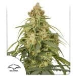 CBD-Victory Auto Feminiserad Frön-DP-VIC-CBD-AUTO-FEM
