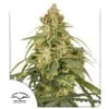 CBD-Victory Auto Feminized Seeds-DP-VIC-CBD-AUTO-FEM