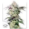 Skywalker Haze Feminized Seeds-DP-SKYHAZ-FEM