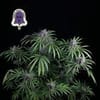 Purple Ghost Candy Feminised Seeds-SMAN-PGCANDY-FEM