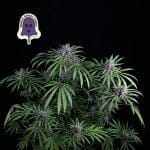 Purple Ghost Candy Feminised Seeds-SMAN-PGCANDY-FEM