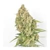 Amsterdam Amnesia Feminisiert Samen-dp-amsterdam-amnesia