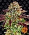 Biscotti Mintz Feminised Seeds-BFS-BISMINTZ-FEM
