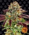 Biscotti Mintz Feminised Seeds-BFS-BISMINTZ-FEM