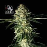 Fuel D.OG Feminised Seeds-SMAN-FUELDOG-FEM