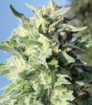 Banana Mango Feminised Seeds-HUMB-BAM-F