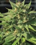 Bigfoot Glue Feminisiert Samen-HUMB-BFG-F
