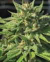 Bigfoot Glue Feminisiert Samen-HUMB-BFG-F