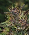 Blueberry Muffin Feminised Seeds-HUMB-BBM-F