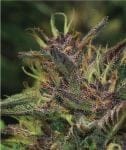 Blueberry Muffin Feminized Seeds-HUMB-BBM-F