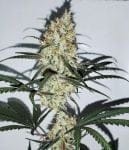 Grape Amnesia Feminised Seeds-FMLGRAMN