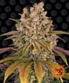 Lemon Tree Feminised Seeds-BFS-LEMTREE-FEM