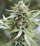 Lemongrass Feminisiert Samen-HUMB-LG-F