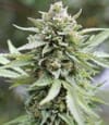 Lemongrass Feminisiert Samen-HUMB-LG-F