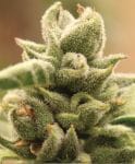 Magic Melon Feminised Seeds-HUMB-MM-F
