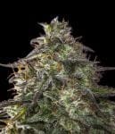 Blueberry Cheesecake Auto Feminised Seeds-FMLABCK