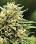 Cali Sour Diesel Femminizzati Semi-HUMB-CSD-F