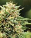 Cali Sour Diesel Feminized Seeds-HUMB-CSD-F