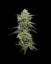 Hella Jelly Feminised Seeds-HUMB-JRA-F