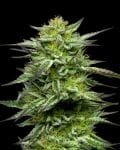 Mountaintop Mint Feminizada Sementes-HUMB-MTM-F