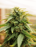 Deep Forest Super Auto Feminised Seeds-DRCH-DEEPFOR-SUPER-AUTO-FEM