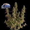 Alaskan Diesel Auto Feminized Seeds-SMAN-ALDSL-AUTO-FEM