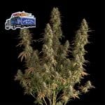 Alaskan Diesel Auto феминизирани семена-SMAN-ALDSL-AUTO-FEM