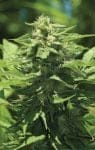 Trainwreck Auto Feminized Seeds-HUMB-TWA-F
