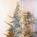 Outdoor Grapefruit Feminised Seeds-female-outdoorgrapefruit