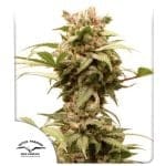 CBG-Force Auto Feminizované Semena-cbg-force-auto-fem