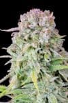Original Afghan Kush Auto Feminised Seeds-FB-AFKU-AUTO-FEM