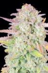 Original Trainwreck Auto Feminised Seeds-FB-TRAIN-AUTO-FEM